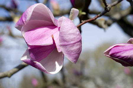 木兰花在蓝天上。 春天的粉红色玉兰花。