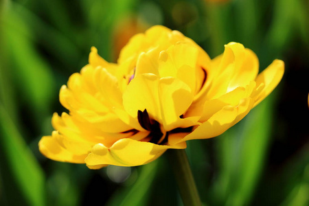 花园里郁郁葱葱的黄色郁金香。 选择性聚焦