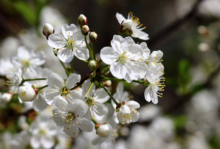 令人惊叹的白色花朵靠近背景模糊的樱桃树