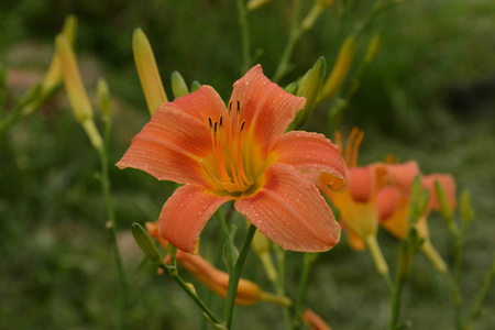 橙色的百合花 hemerocallis 在一条古老的乡村道路旁边。一天