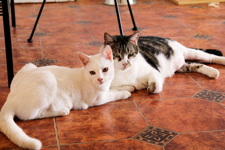 两只猫在家里躺着放松地画像。在房子里关闭白色的小猫。可爱美丽的小猫, 休息和享受客厅。宠物动物。家畜。可爱的猫猫。宠物店