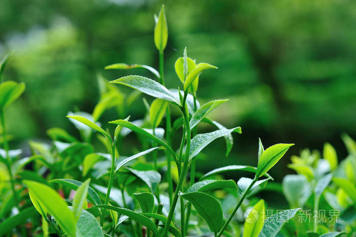 春天绿茶树近景