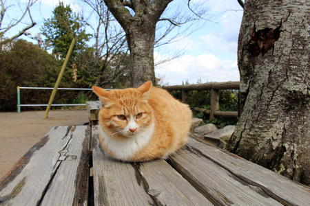 猫在唐津城堡建筑群中降温图片