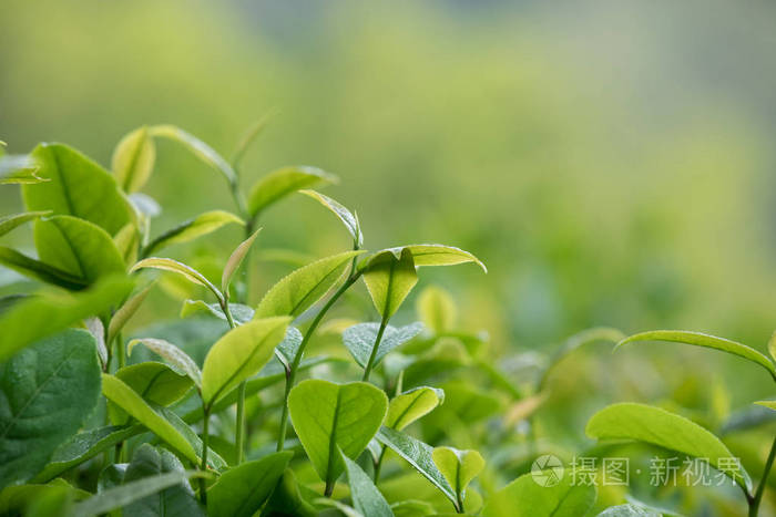 春天绿茶植物近景