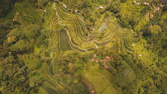 印度尼西亚巴厘岛乌布梯田稻田