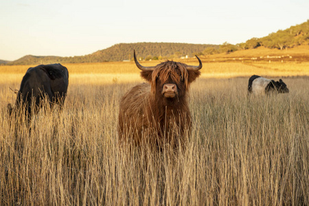 在农场上的苏格兰高地牛