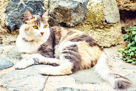 日光视野猫坐在由岩石制成的道路上