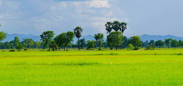 稻田。糖掌在绿色的玉米地里，蓝天上有许多云。阳光明媚的日子里，绿色的田野和溪流。 蓝天和美丽的云彩在明亮的日子里。