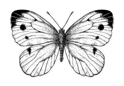 卷心菜蝴蝶在白色背景上画画。 设计元素。