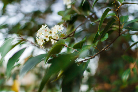 春天树上的白花