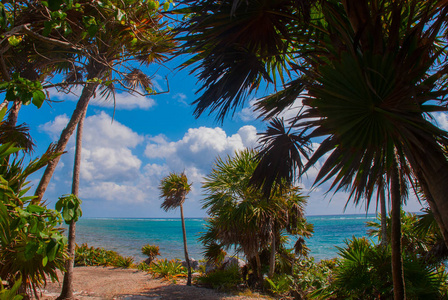 美丽的景观，棕榈树在加勒比海和废墟。图卢姆，墨西哥，尤卡坦。
