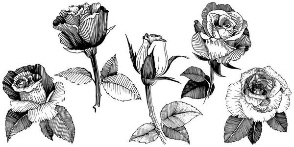 矢量玫瑰。 花卉植物花。 野生春叶野花隔离。 矢量野花为背景纹理包装图案框架或边框。