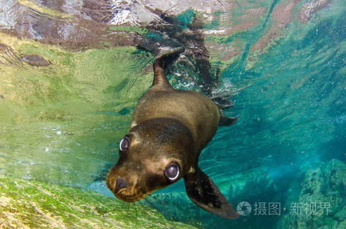 海狮(zalophus californianus)在拉帕兹的圣托岛的洛斯岛礁游泳和玩耍