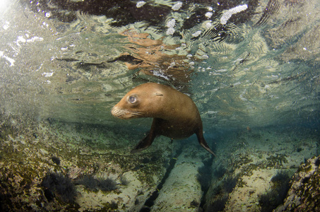 s aquarium. Baja California Sur,Mexico.