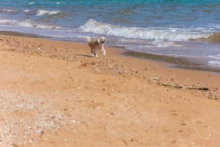 狗，如此可爱的米色混合品种与石祖波美拉尼亚和狮子狗在海滩上奔跑，当度假旅行与海滩。