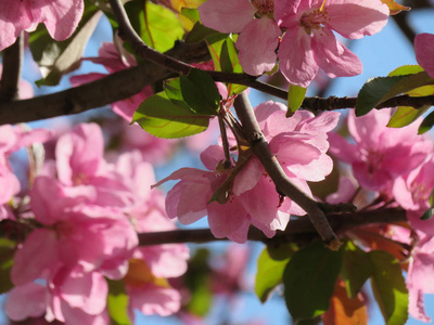 粉红苹果树开花，蓝天