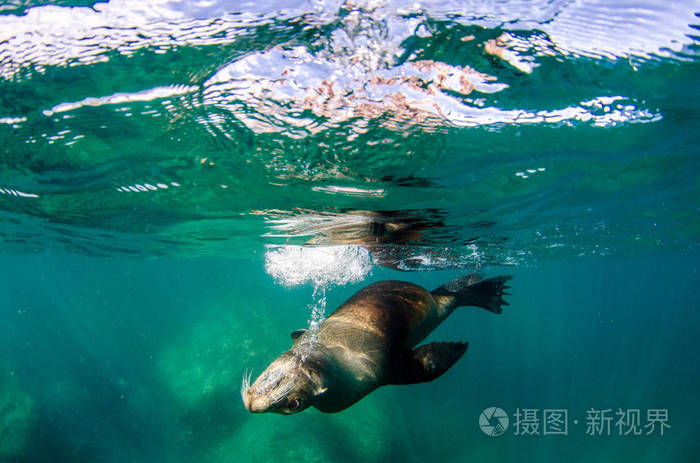 海狮(zalophus californianus)在拉帕兹的圣托岛的洛斯岛礁游泳和玩耍