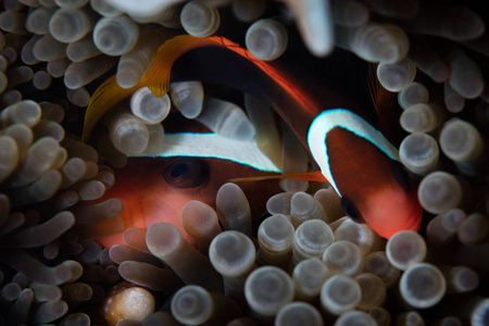 红色和黑色的anemonefish两种鱼黑色素爪依偎在他们的Anemone附近的阿洛尔印度尼西亚。 珊瑚三角形内的这个偏远热带地