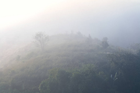 雾中的森林和山脉景观