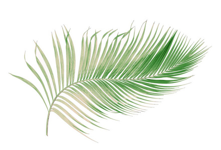 概念夏季与绿色棕榈叶从热带。 花叶花枝分离在白色图案背景上。 平躺顶部视图。