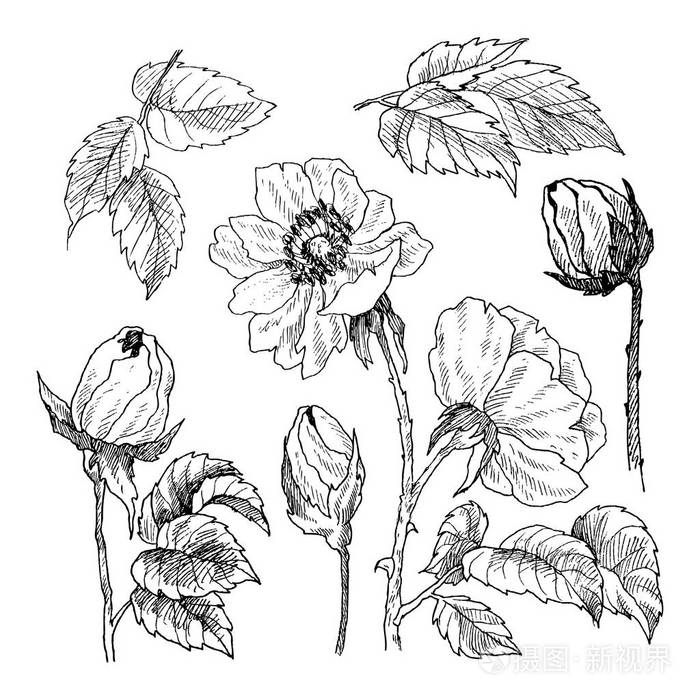老式植物手画插图.春天的花朵, 花园玫瑰, 狗玫瑰.矢量设计