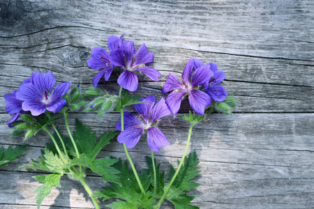 sbill or meadow geranium. Isolated on wood background.It is a h