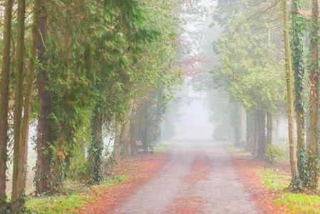 森林中的薄雾和美丽的秋色