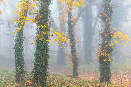 森林中美丽的秋叶色彩和薄雾
