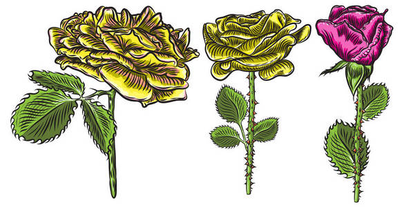 花束设计元素与花园红玫瑰花在枝干与绿叶的颜色。 可编辑元素设置为婚礼邀请卡或明信片。 矢量。