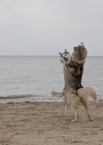 两只哈士奇狗在海边玩和跳舞，有海和天空的背景
