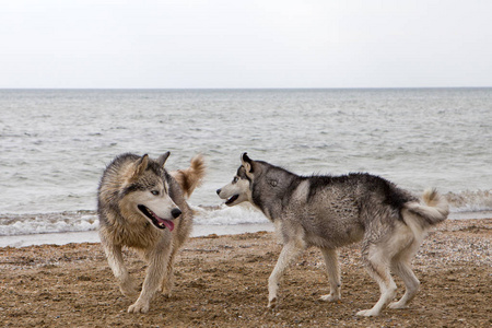 两只哈士奇狗在海边玩，有海天一色，有城市背景