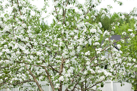 美丽的苹果树，白色的自然花