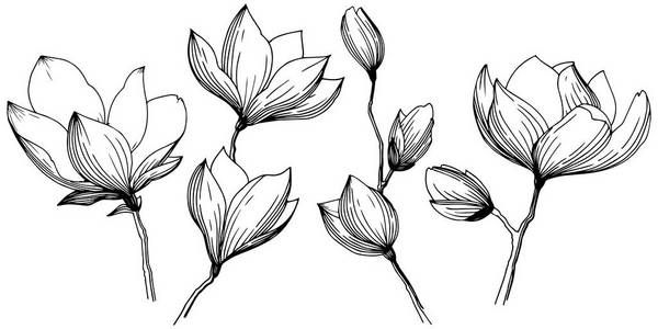 木兰以矢量风格孤立。 植物全名玉兰雌蕊花甜湾。 矢量橄榄树的背景纹理包装模式框架或边界。