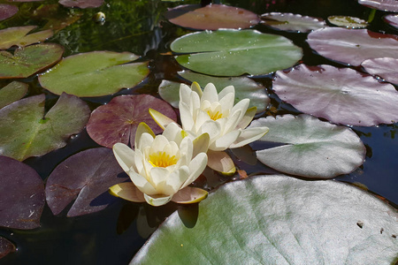 睡莲的叶子在池塘里游泳睡莲