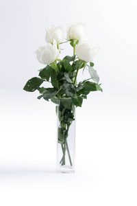 白色背景上的白色玫瑰