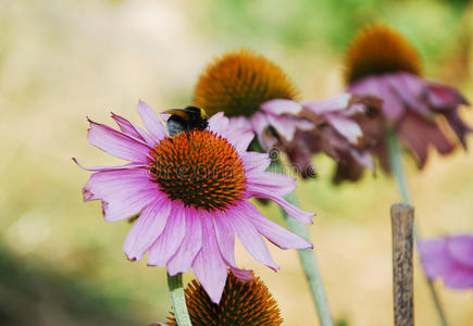 蜜蜂紫锥菊图片