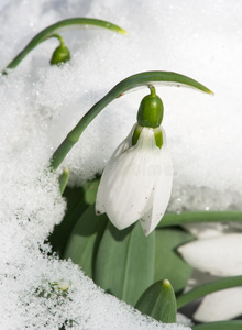 雪中送花