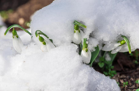 雪中送花