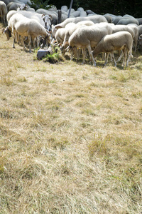 羊群吃草