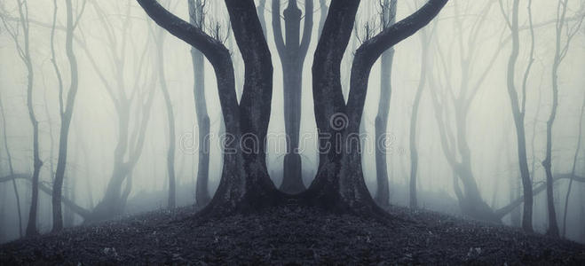 幽暗对称的森林，奇树怪雾