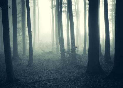黑暗神秘森林中的雾与光