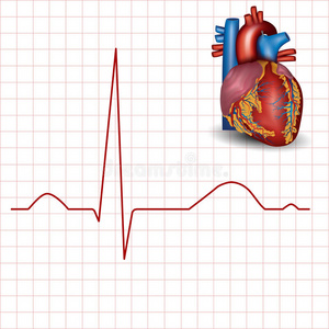 心脏病学家 颜色 心电图 心脏病学 小册子 医生 击败 诊所