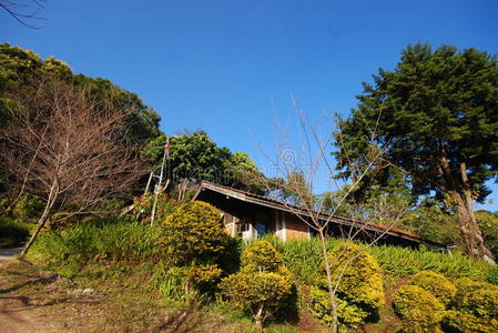 森林中的房屋和植物