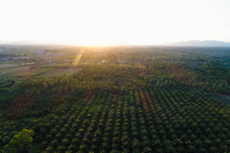 油棕种植场鸟瞰阳光浅绿树型