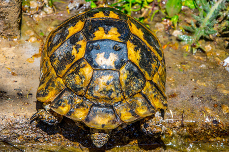 野地上的黄龟从水里出来