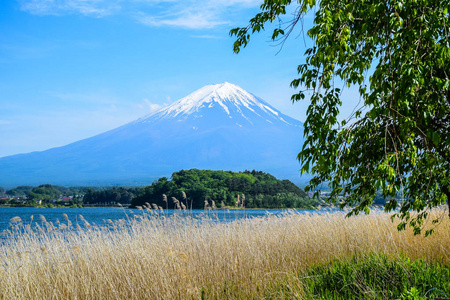 富士山从日本山桥北海岸Kawaguchiko湖的离石公园观赏