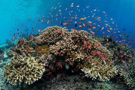 在印度尼西亚阿洛尔岛附近的一个美丽的珊瑚礁上方的Threadfinanthias学校。这一偏远地区位于珊瑚三角区内，拥有一系列不
