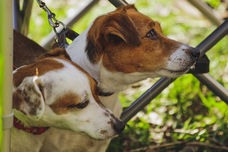 森林公园里美丽的狗杰克罗素猎犬