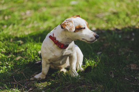 森林公园里美丽的狗杰克罗素猎犬