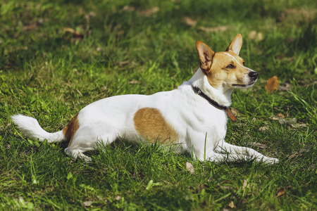 森林公园里美丽的狗杰克罗素猎犬